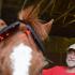 Farrier Brings Light and Minerals to Horse Care